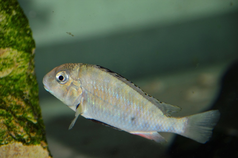 Pseudosimochromis babaulti 'Shanshete'
